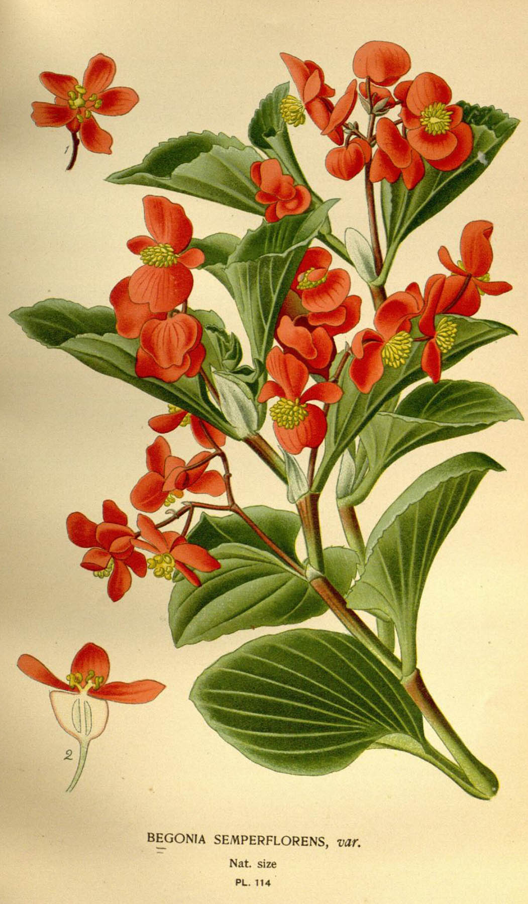 B. ‘semperflorens cv.’